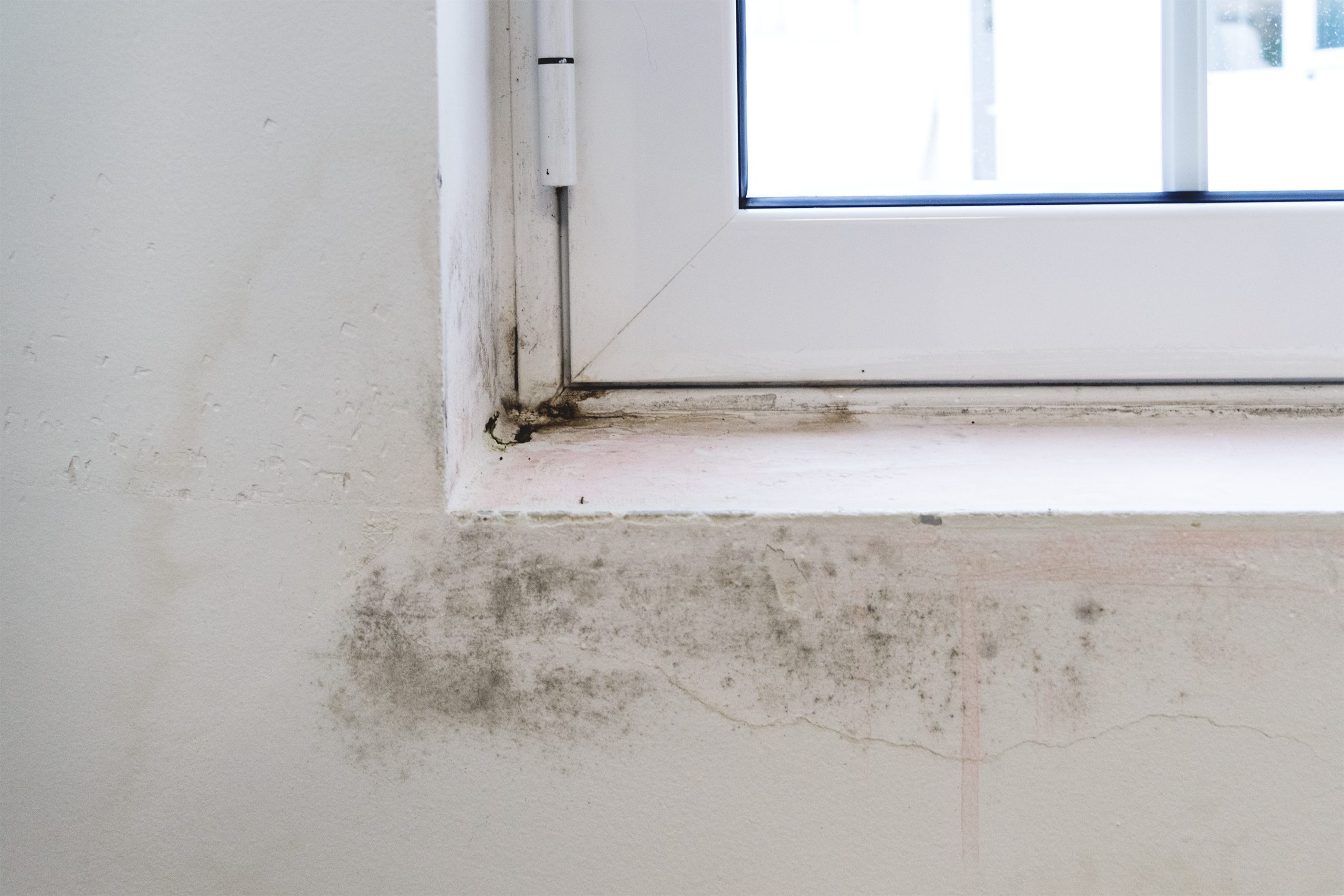 Mycotoxins are produced by molds in water-damaged buildings and can cause biotoxin illness