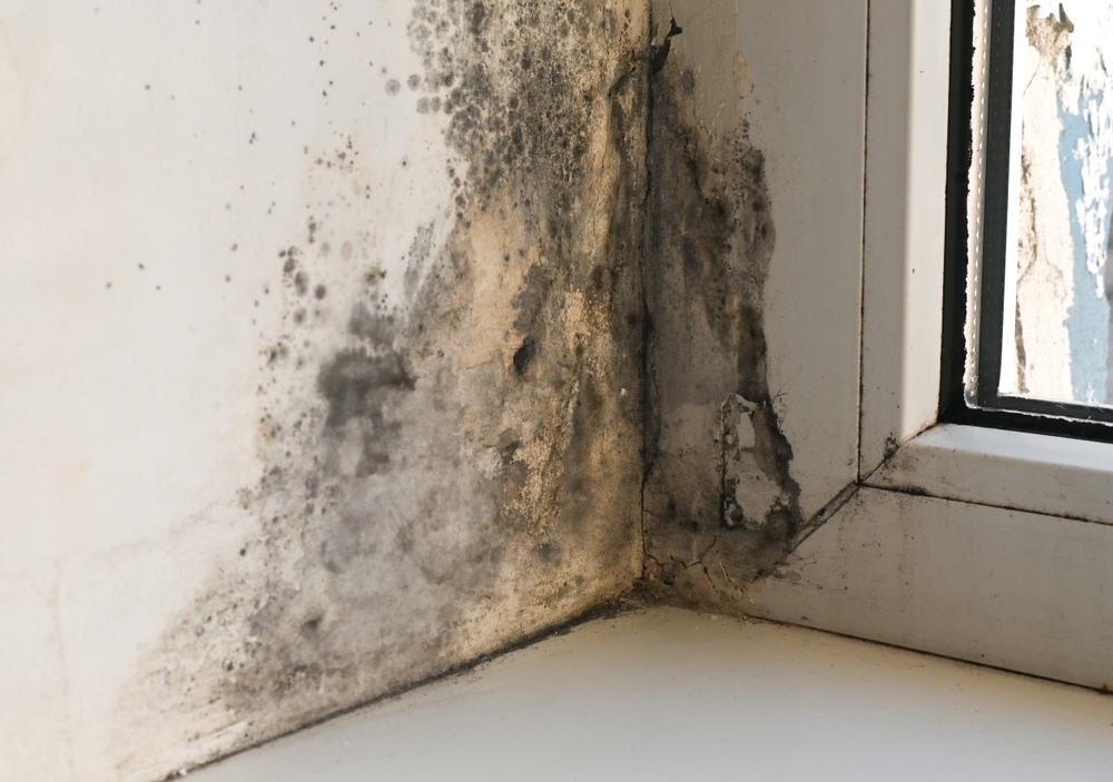 Exposure to mold can cause CIRS in people with certain genetic dispositions.